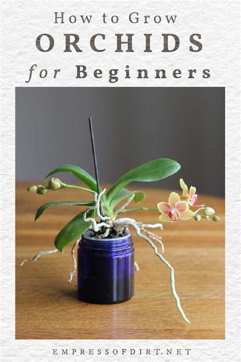 good morning orchid|Orchid Care for Beginners (Tips From a Lifelong。